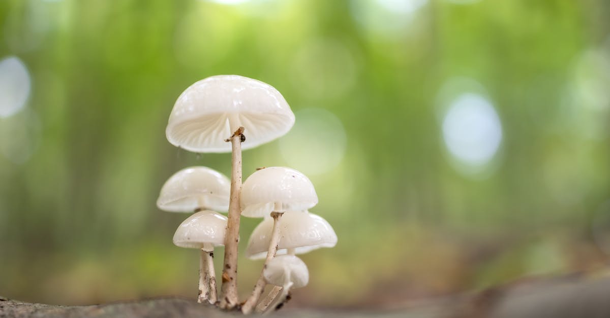découvrez les secrets de la longévité avec notre exploration approfondie du concept de lifespan. apprenez comment des facteurs tels que la génétique, le mode de vie et l'environnement influencent notre durée de vie et comment optimiser ces éléments pour vivre plus longtemps et en meilleure santé.
